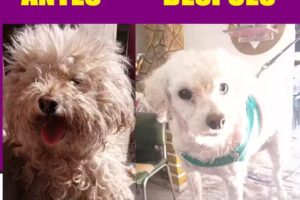 PELUQUERIA CANINA &rdquo; HACHIKO&rdquo; RIO CUARTO