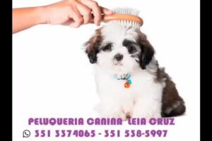 Peluqueria Canina L&eacute;ia
