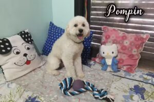 Peluquería Canina Los Tininis