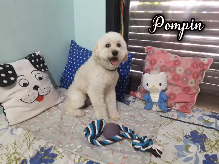 Peluquer&iacute;a Canina Los Tininis