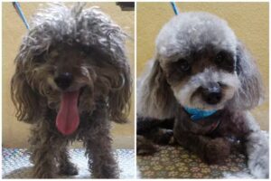 Peluqueria canina &ldquo;Luc&iacute; Lolo&rdquo;