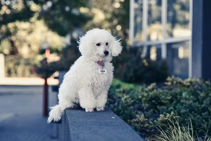 Peluqueria Canina Lucilolo