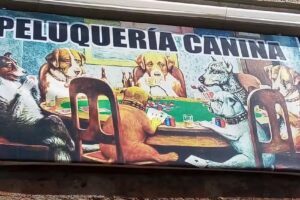 Peluquería canina Más q pelos