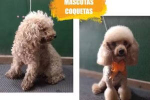 Peluquer&iacute;a Canina&rdquo;Mascotas Coquetas&rsquo;