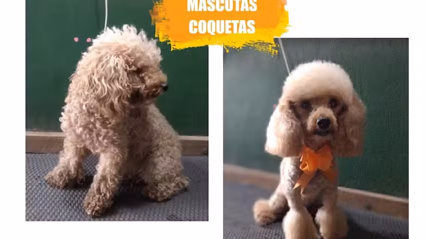Peluquer&iacute;a Canina&rdquo;Mascotas Coquetas&rsquo;