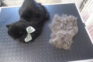 Peluquer&iacute;a Canina Mi Mascota Favorita