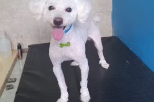 Peluqueria Canina Mimados