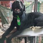 Peluquer&iacute;a Canina Mimitos