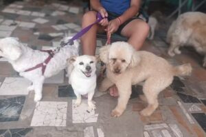 Peluquer&iacute;a Canina Nikki