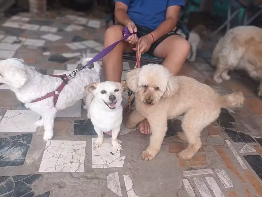 Peluquer&iacute;a Canina Nikki