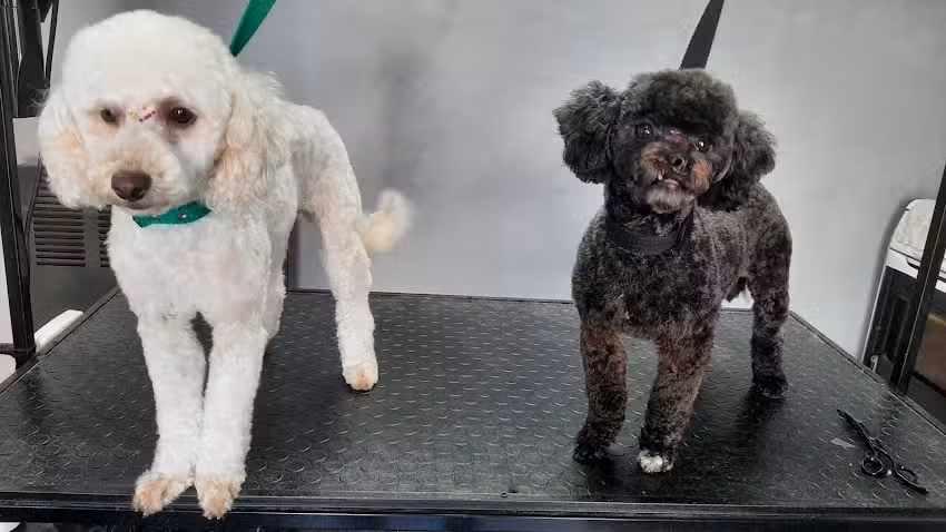 Peluqueria canina Patitas suaves