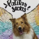 Peluquer&iacute;a Canina Patitas Sucias