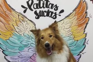 Peluquer&iacute;a Canina Patitas Sucias