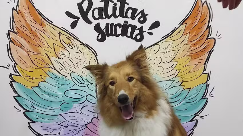 Peluquer&iacute;a Canina Patitas Sucias