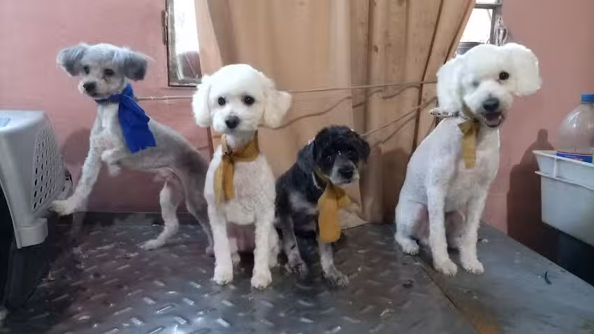 Peluquer&iacute;a Canina &ndash; Paula Vera