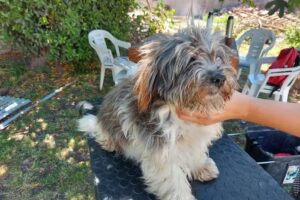 Peluquer&iacute;a canina Pirinchos