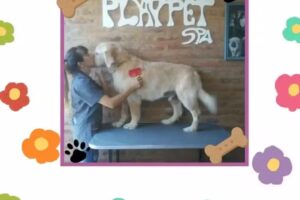 Peluquer&iacute;a canina Playpet