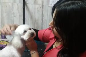 Peluqueria Canina &ldquo;Pocas Pulgas&rdquo;