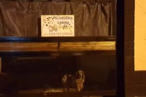 Peluqueria canina puchi