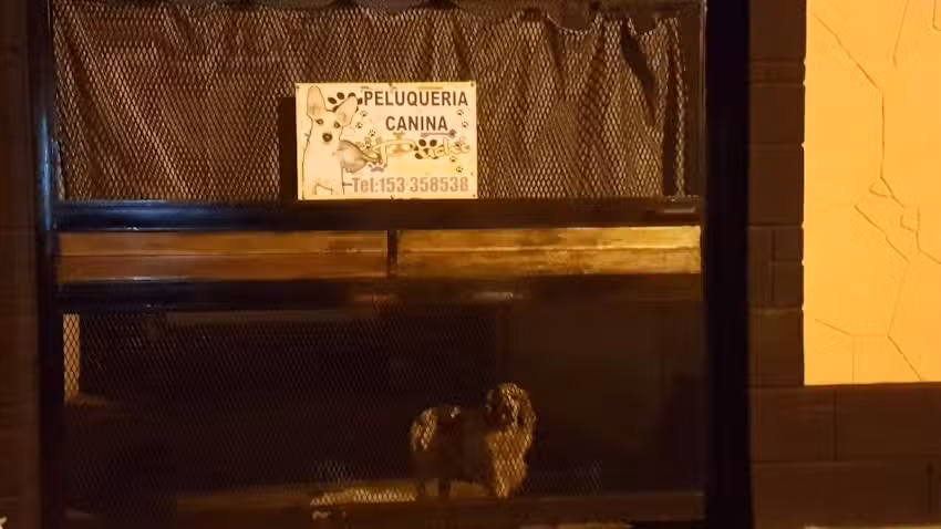 Peluqueria canina puchi