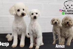 Peluquería Canina Rocío