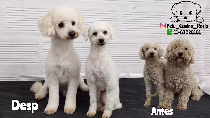 Peluquer&iacute;a Canina Roc&iacute;o