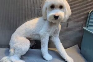 Peluquer&iacute;a canina Romeo