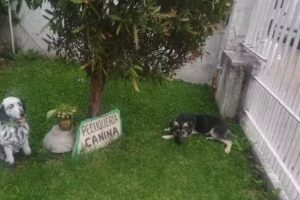 Peluquer&iacute;a canina Romina Rivarola