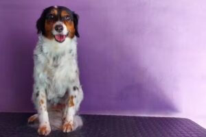 Peluqueria canina Stylo Canino