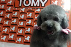 Peluqueria Canina Tomy!