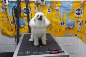 Peluquería canina Yamila