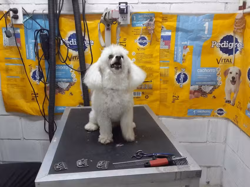 Peluquer&iacute;a canina Yamila