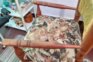 Peluquer&iacute;a tu Estilo