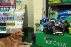 Perrilook &ndash; Peluqueria Canina y Pet Shop
