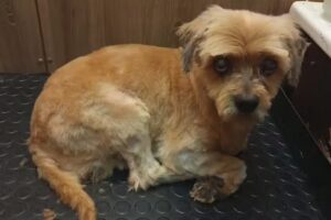 Perruqueria Depeloos