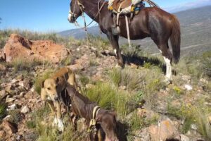 Puesto Aguas de las Avispas de Joaquín Alfredo Alvarado