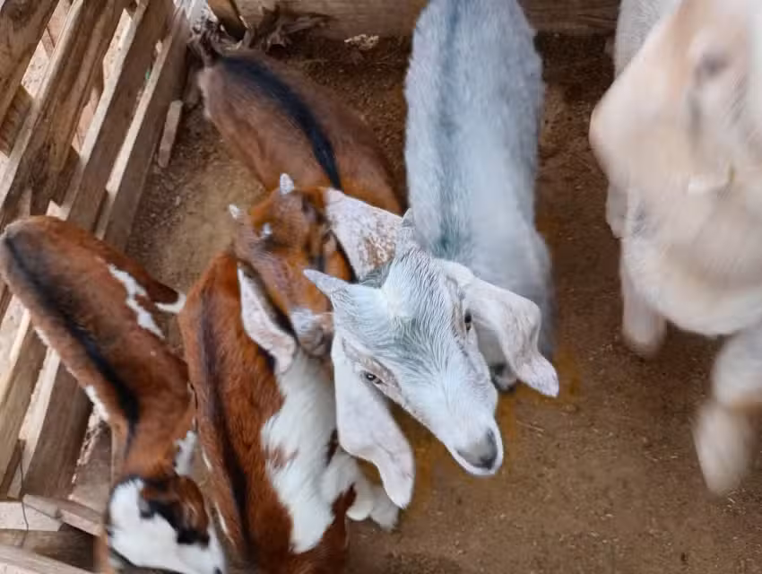 Puesto M&oacute;nica Flores