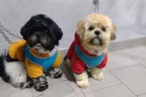 Puppis peluquería canina