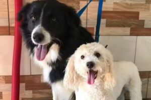 Rincón Canino Chascomús