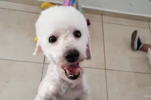 RURU PET’S. Peluqueria y Estética Canina.