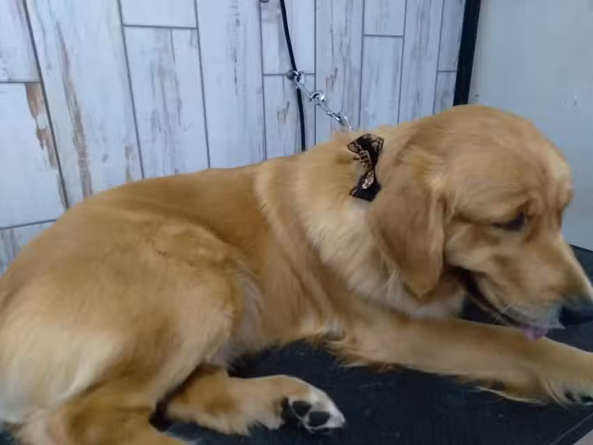 Spa canino GLAMOUR