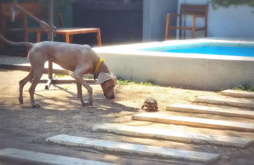 Spa Canino Nicky Pet&acute;s (estetica canina y guarderia)