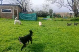 Spa Guarder&iacute;a canina SanCorso