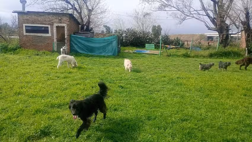 Spa Guarder&iacute;a canina SanCorso