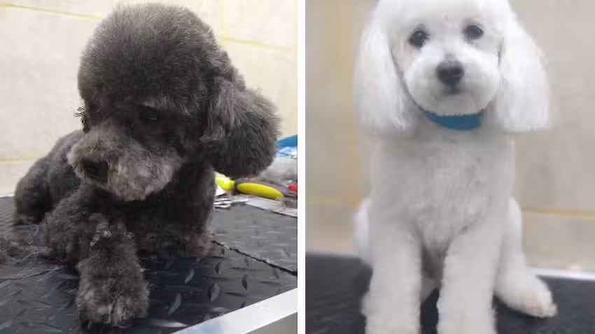 Tao The King Peluquer&iacute;a canina